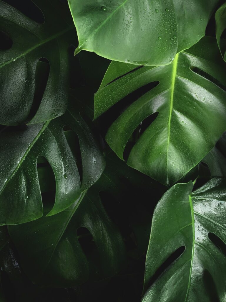 Exploring the Scientific Principles of Hydroponics