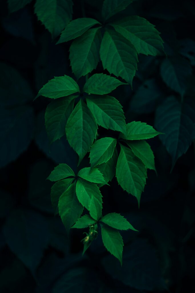 Exploring the Scientific Principles of Hydroponics