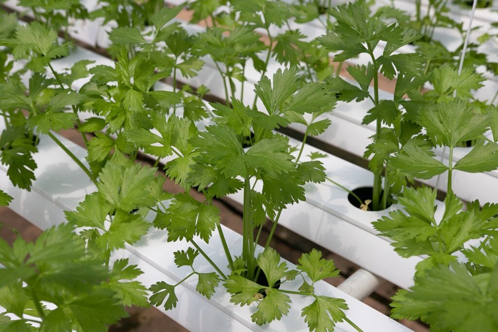 Getting Started with Hydroponic Gardening