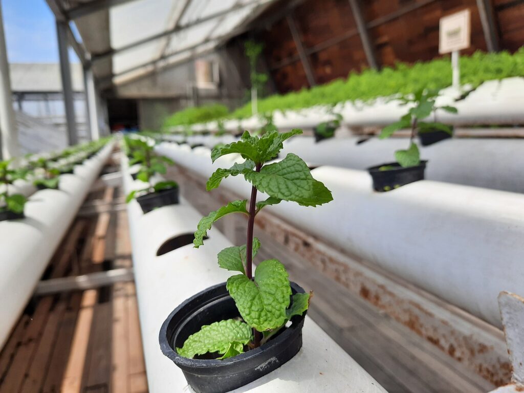 Growing Fresh Hydroponic Culinary Herbs in a Chefs Garden Growing Fresh Hydroponic Culinary Herbs in a Chefs Garden