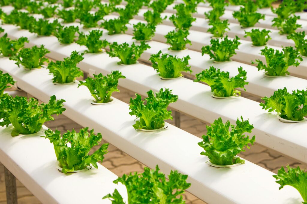 Growing Hydroponic Spinach: A Guide to Nutrient-Rich Indoor Gardening Growing Hydroponic Spinach: A Guide to Nutrient-Rich Indoor Gardening