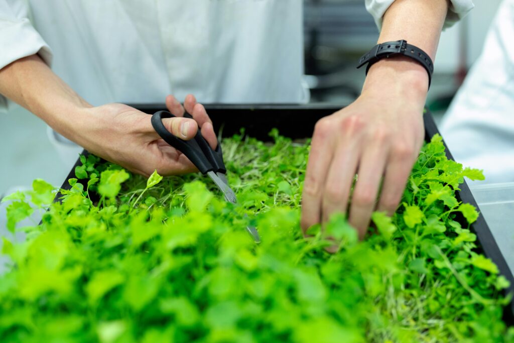 Hydroponics vs Aquaponics: Which is the Better Sustainable Farming Method?