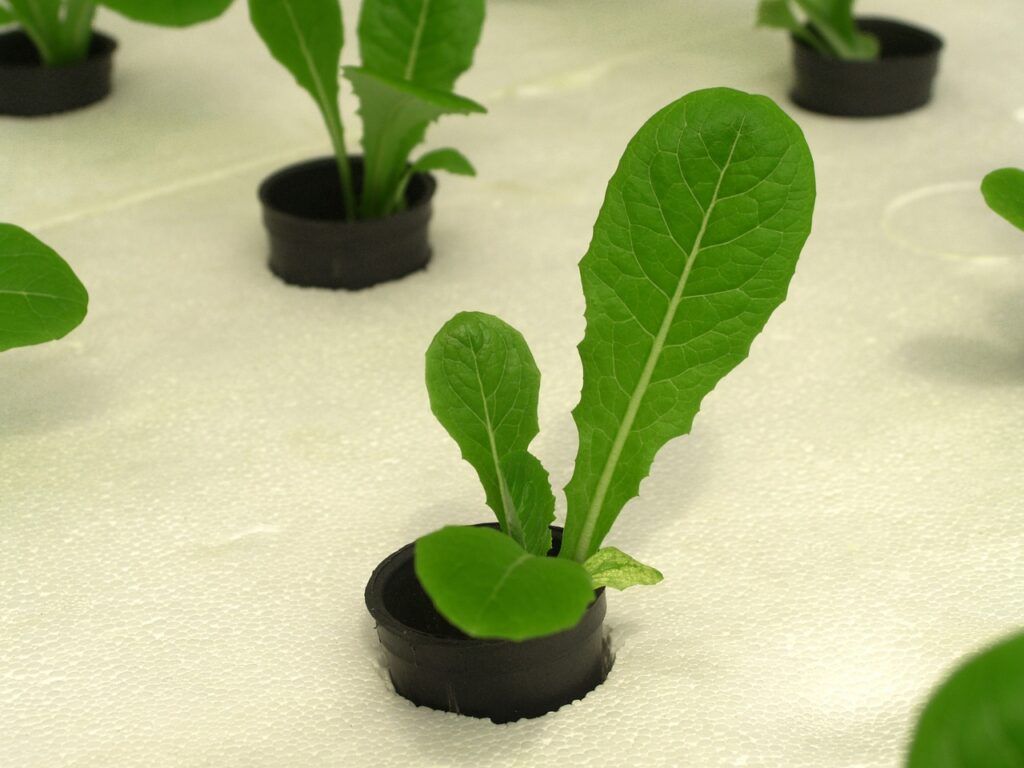 Protect Your Hydroponic Garden with Effective Pest Control