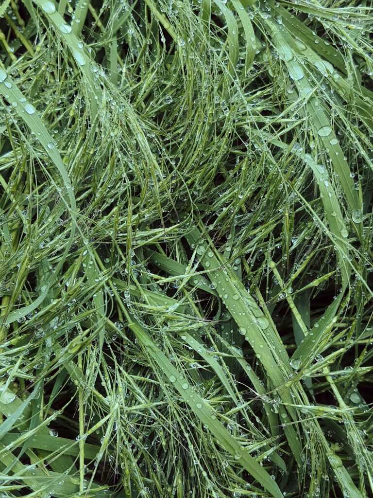 The Benefits of Hydroponic Gardening for Sustainable Living The Benefits of Hydroponic Gardening for Sustainable Living