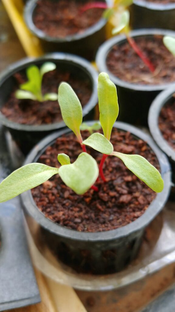 The Future of Gardening: Hydroponic Greenhouses The Future of Gardening: Hydroponic Greenhouses