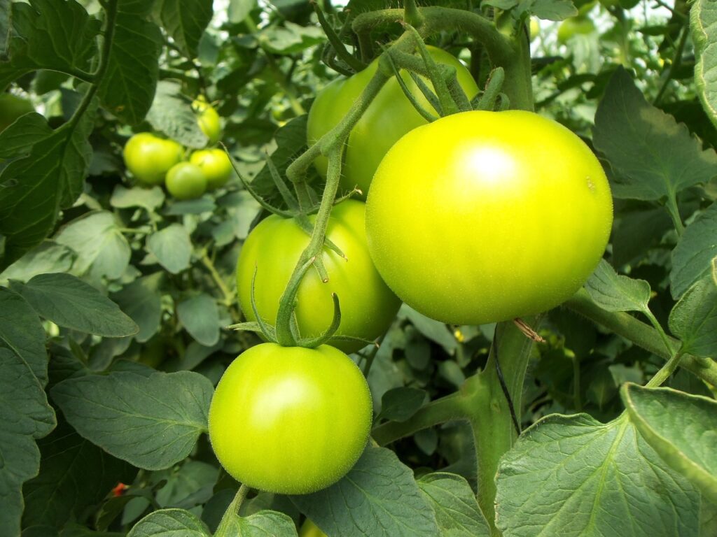 The Hydroponic Corn Experiment: Cultivating Corn Using Water-Based Nutrients