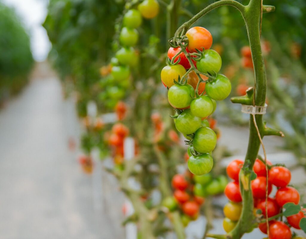 The Surprising Benefits of Growing Hydroponically