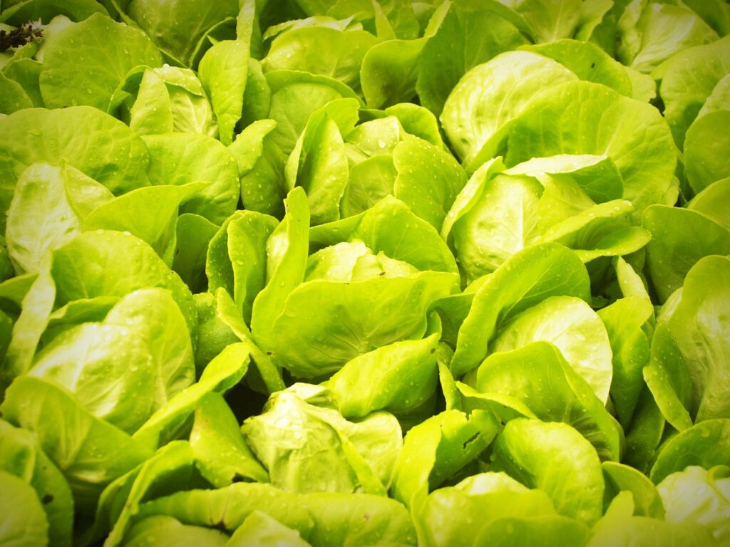 The Surprising Benefits of Growing Hydroponically