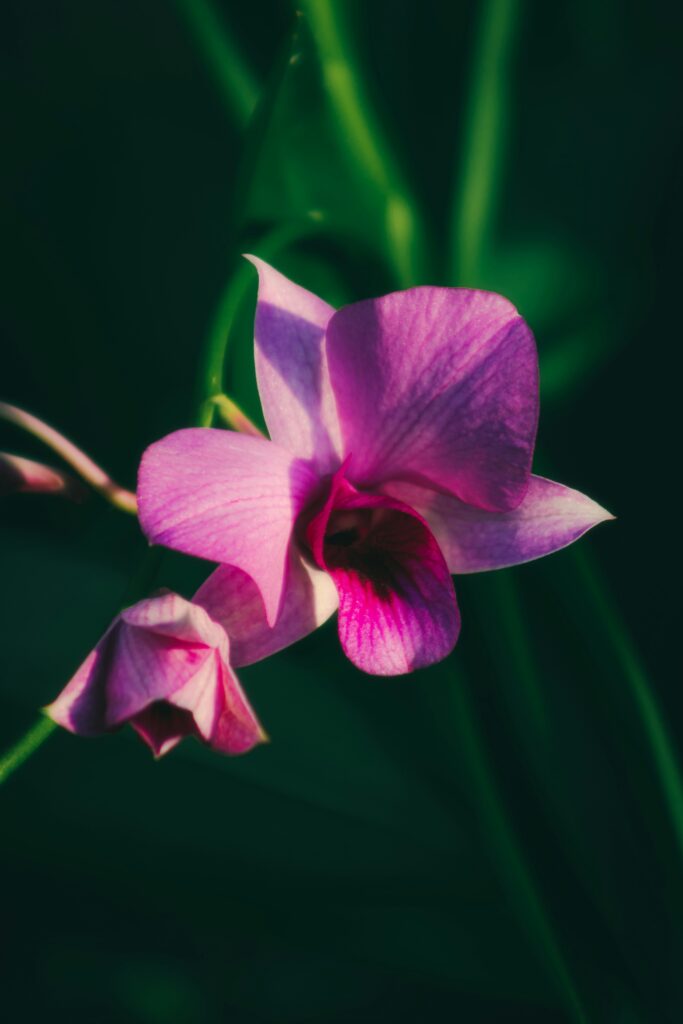 The Ultimate Guide to Hydroponic Orchid Care