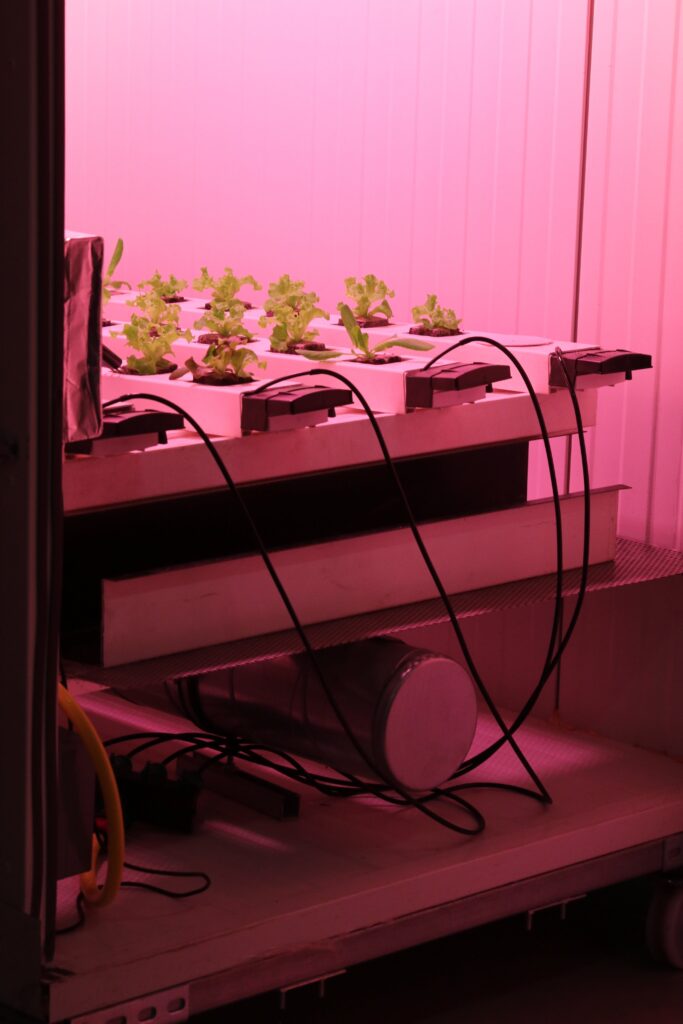 Transplanting Seedlings in a Hydroponic System Transplanting Seedlings in a Hydroponic System