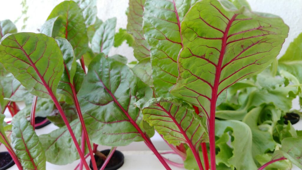 Wick System Hydroponics: A Simple Way to Grow Plants Wick System Hydroponics: A Simple Way to Grow Plants